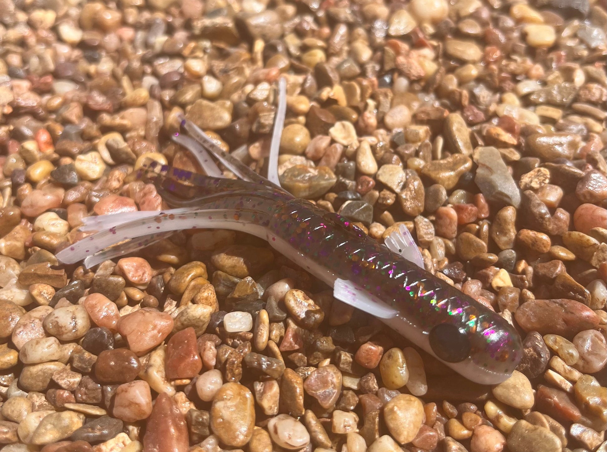 Purple Goby